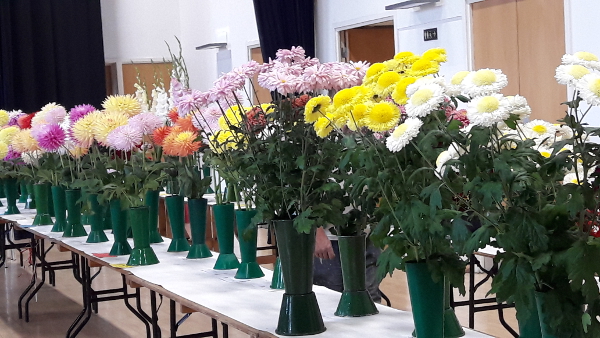 A selection of Colourful Chrysanthemums and Dahlias on display
