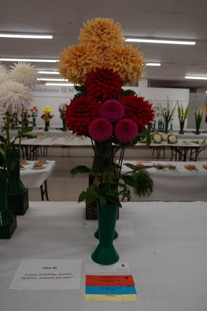 A stunning variety display of Purple, Red and Orange Dahlias
